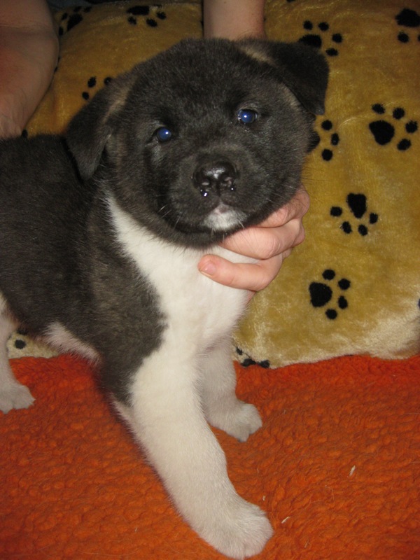 Puppies